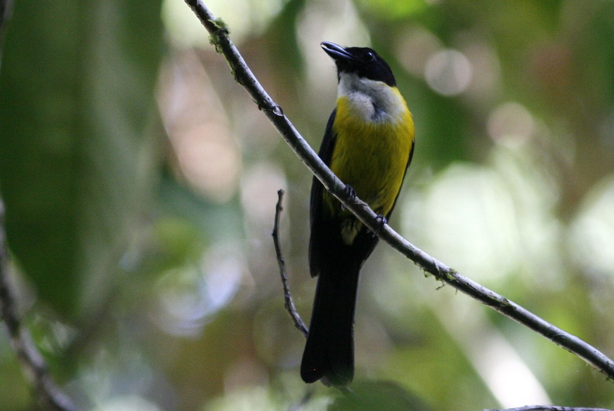 White-throated Shrike-Tanager - Oscar Johnson