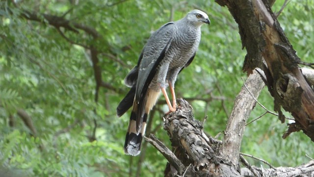 Crane Hawk - ML548137301