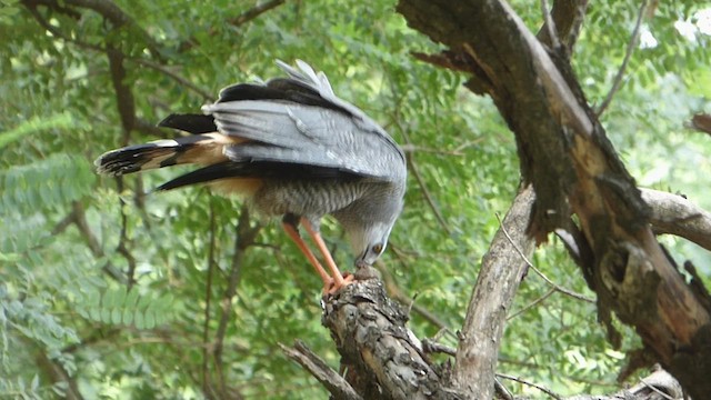 Crane Hawk - ML548137511