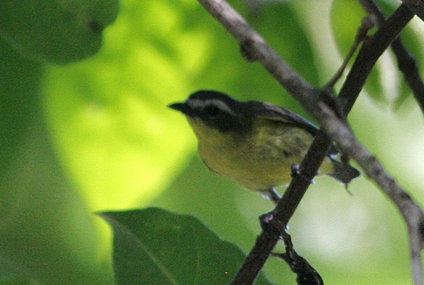 Yellow-bellied Tyrannulet - ML54813821