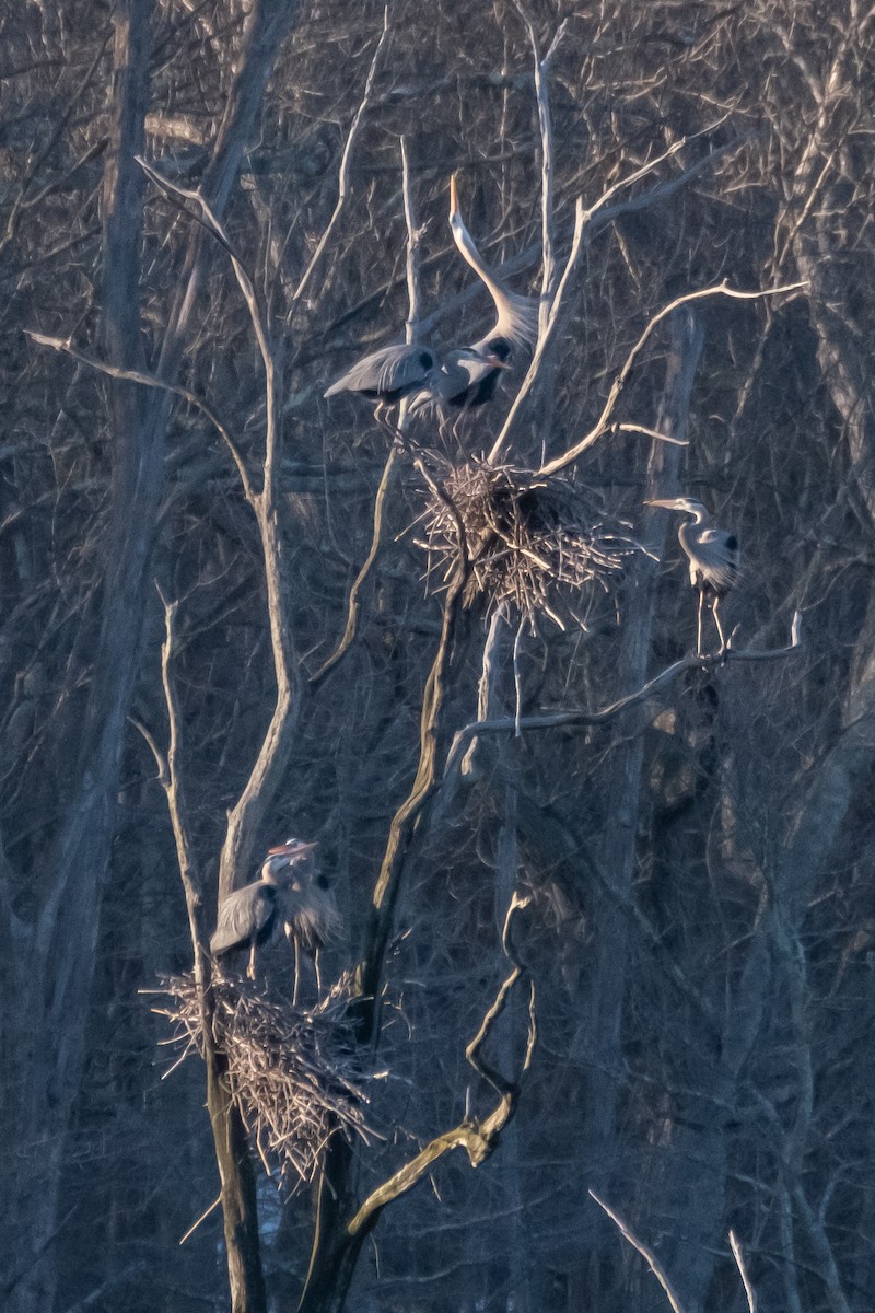 Great Blue Heron (Great Blue) - ML548138431