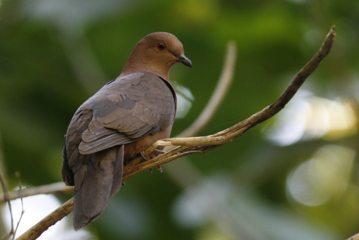 Short-billed Pigeon - ML54813881