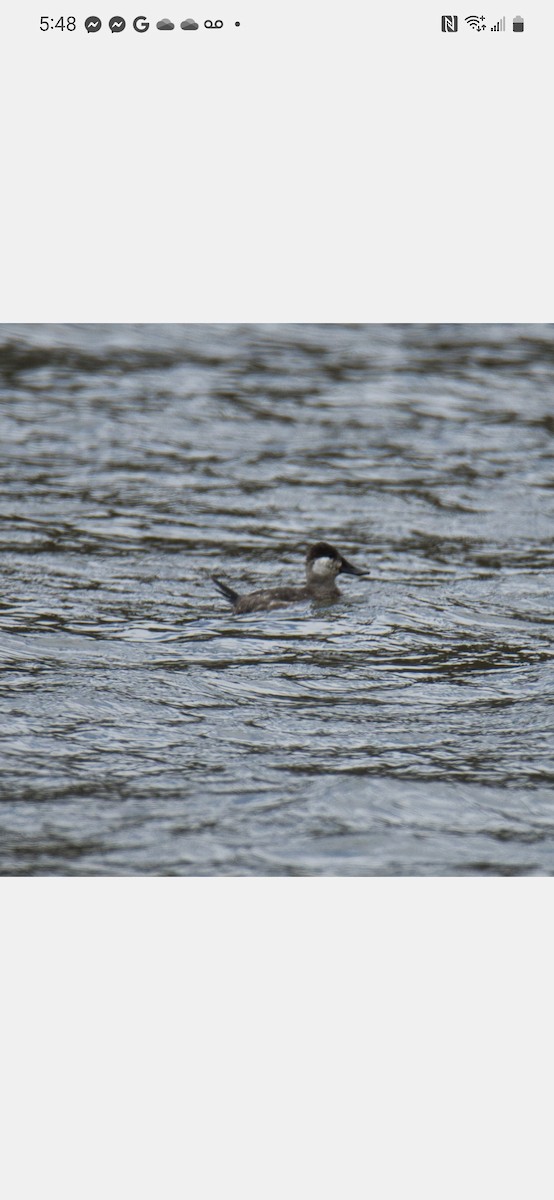 Ruddy Duck - Knarr Dan