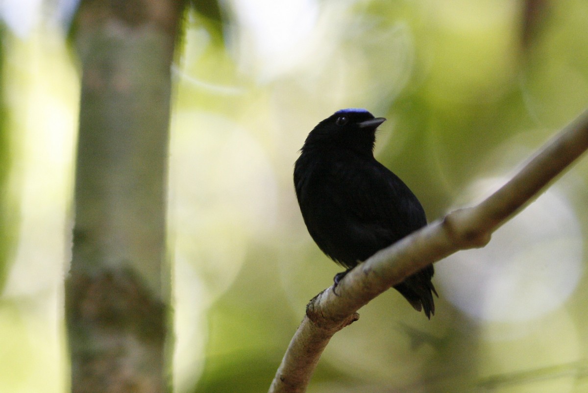 Velvety Manakin - ML54814091