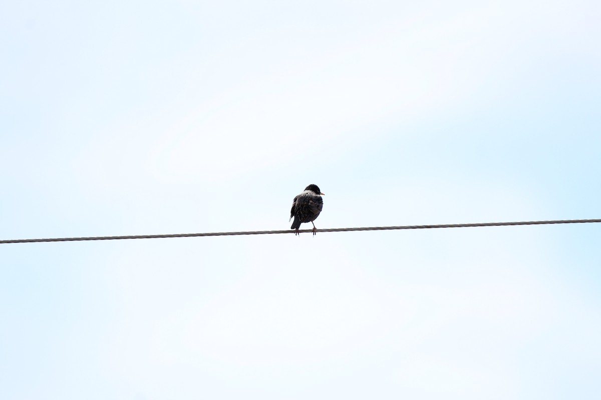 European Starling - ML548142261