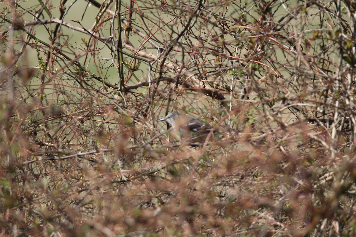 Northern Mockingbird - Josiah Rajasingh