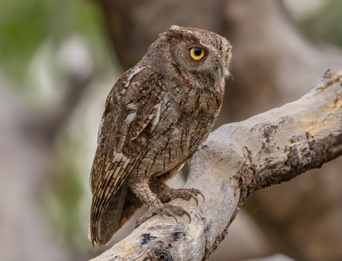 Pacific Screech-Owl - ML548142771