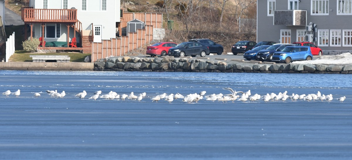 Iceland Gull - ML548144071