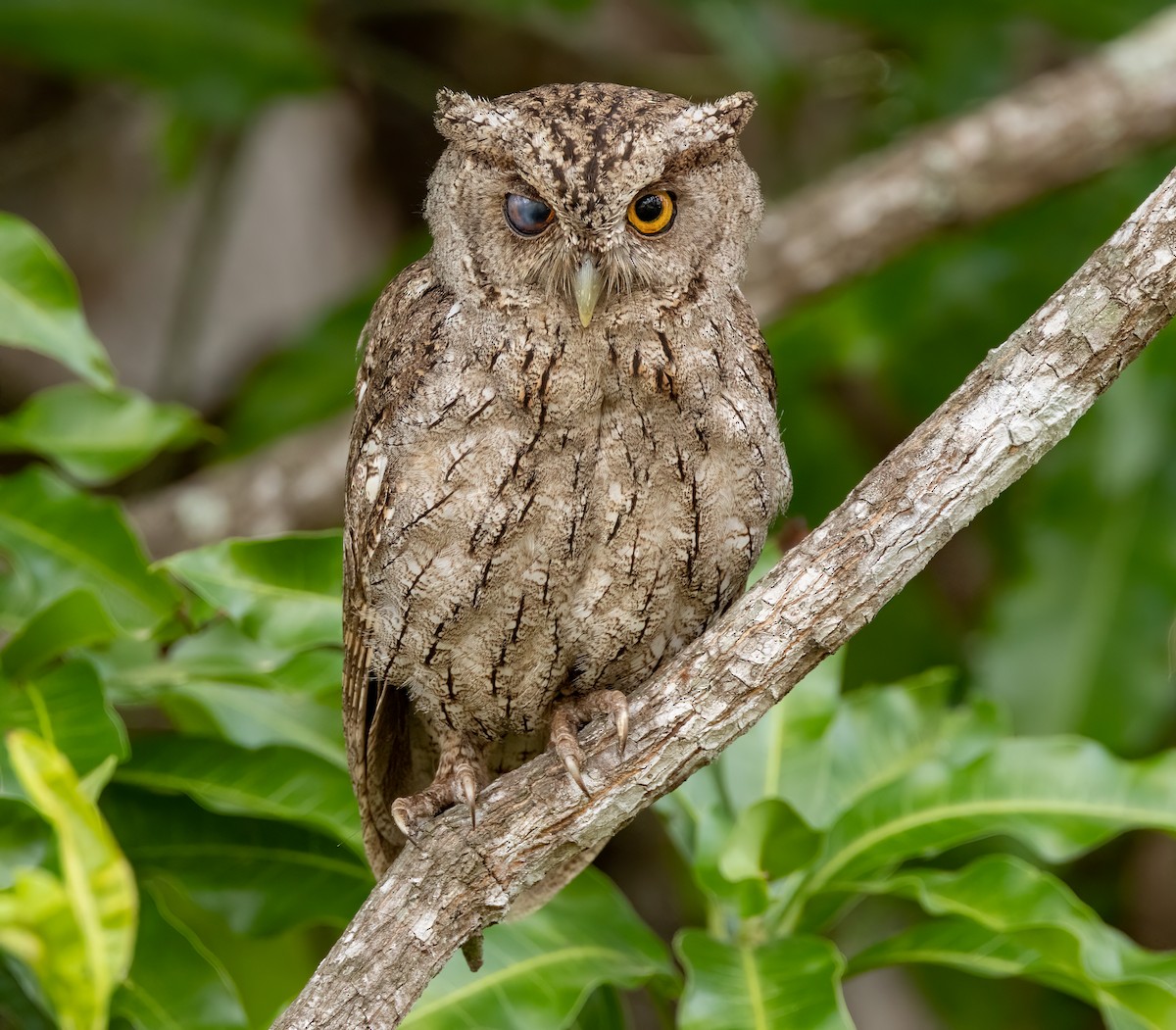 Pacific Screech-Owl - ML548144161