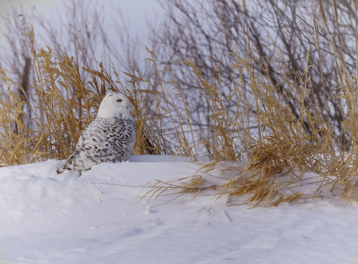 Snowy Owl - Samuel Phaneuf