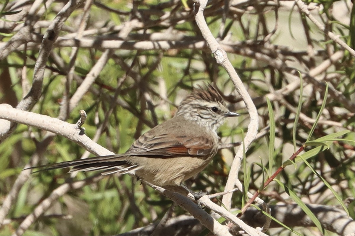 Plain-mantled Tit-Spinetail - Doug Cooper