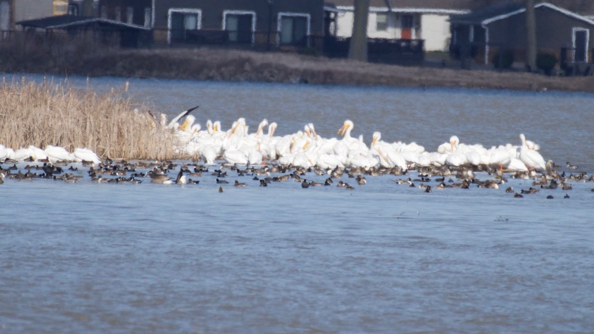 American White Pelican - ML548147061