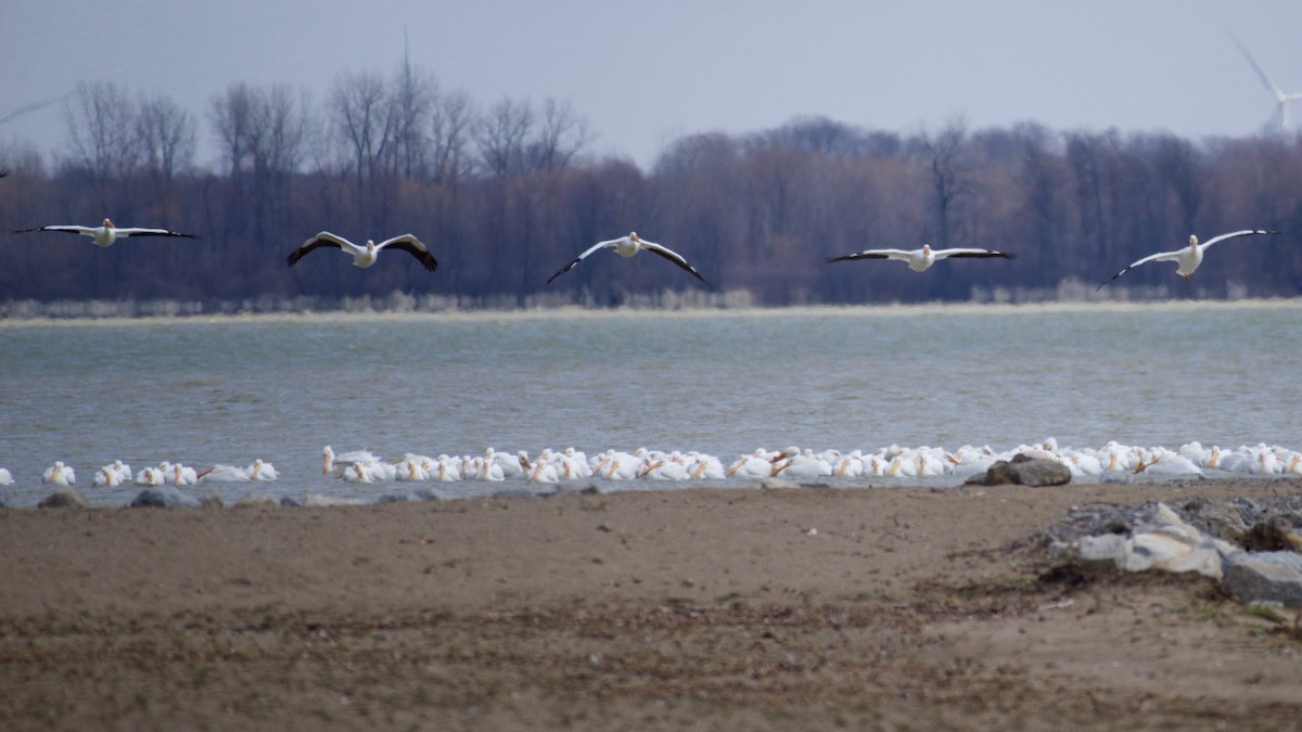 American White Pelican - ML548147081