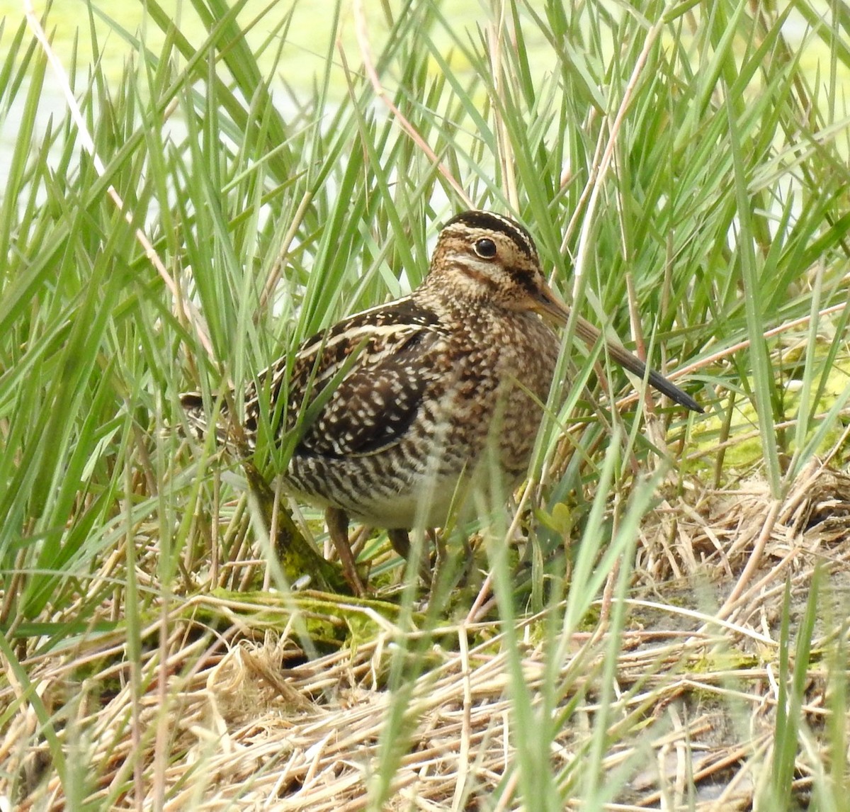 Wilson's Snipe - ML548147301