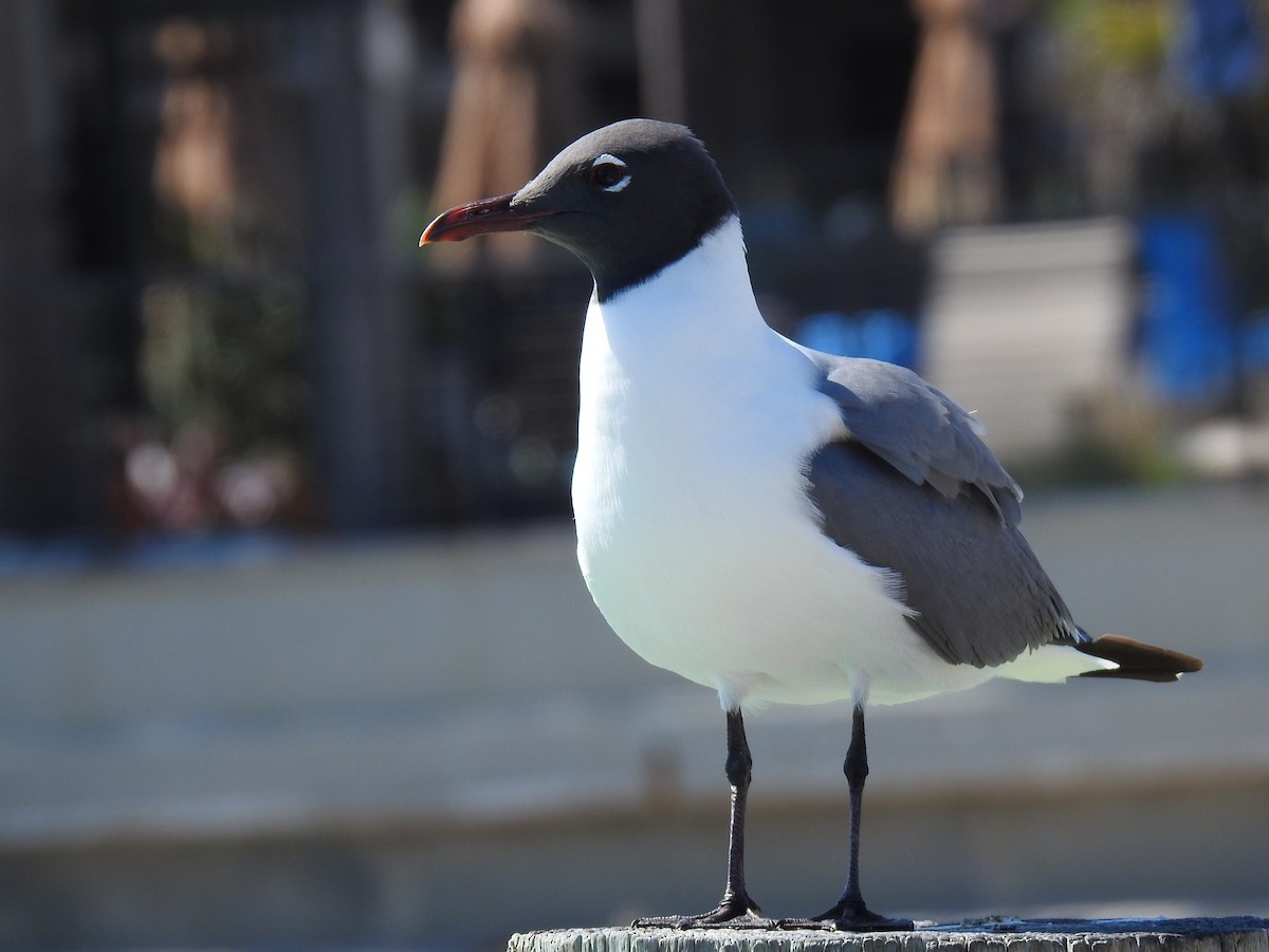 Laughing Gull - T. Berg