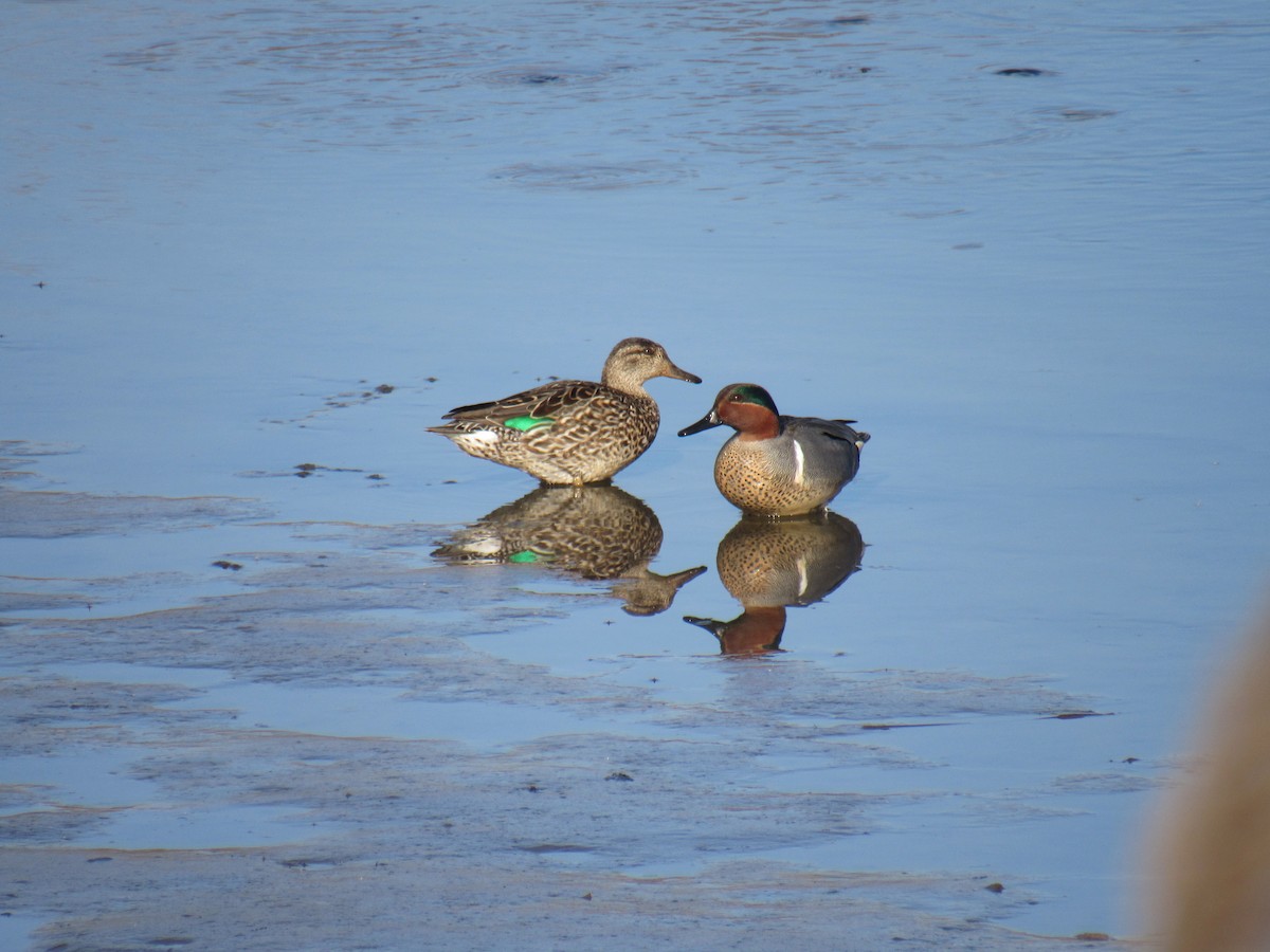 Green-winged Teal - ML548147881