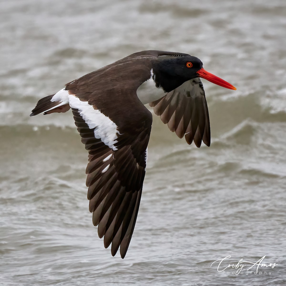 American Oystercatcher - Corby Amos