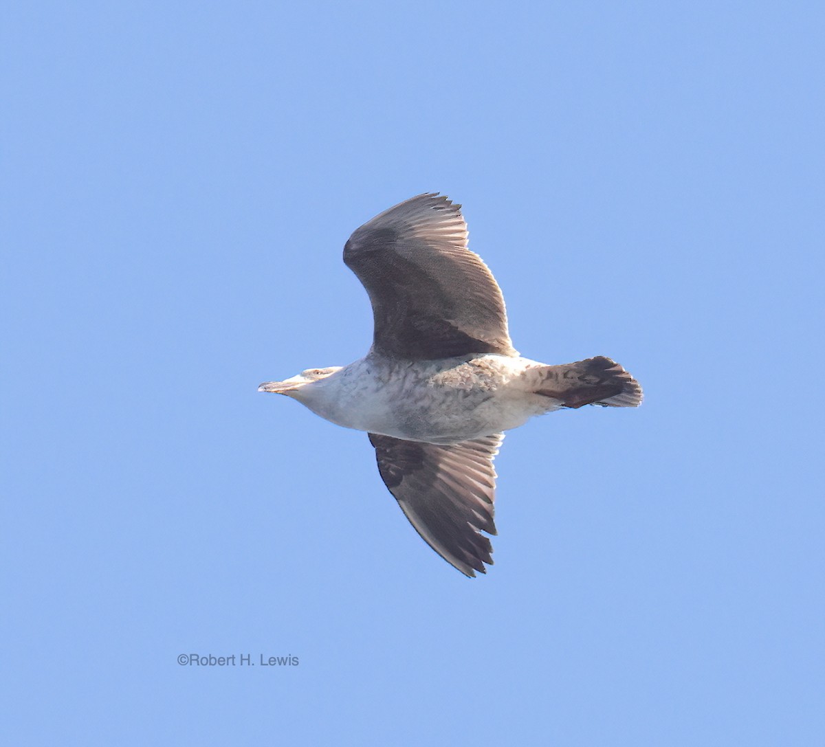 Lesser Black-backed Gull - ML548149481