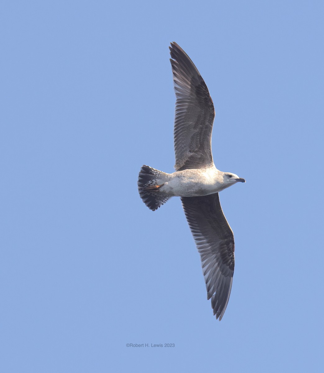 Lesser Black-backed Gull - ML548149491