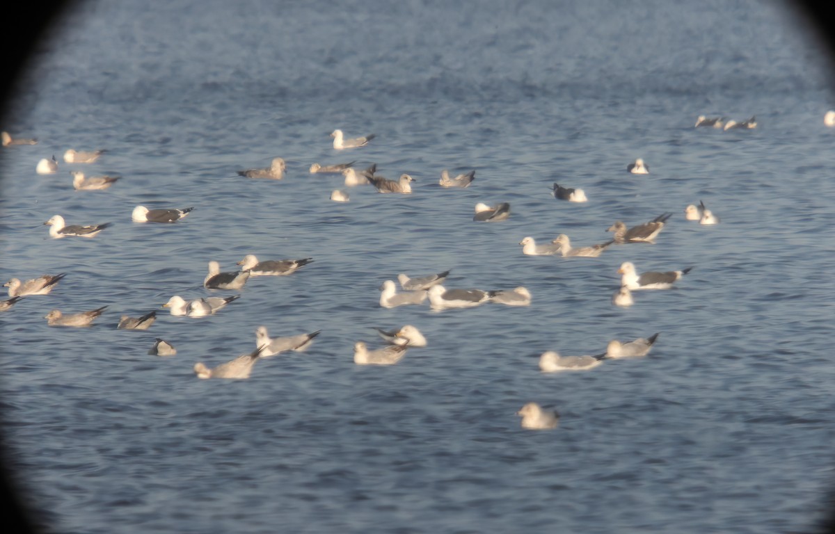 Lesser Black-backed Gull - ML548149501