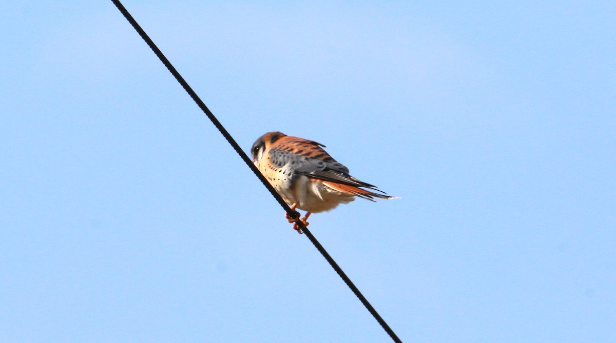 American Kestrel - ML548150121