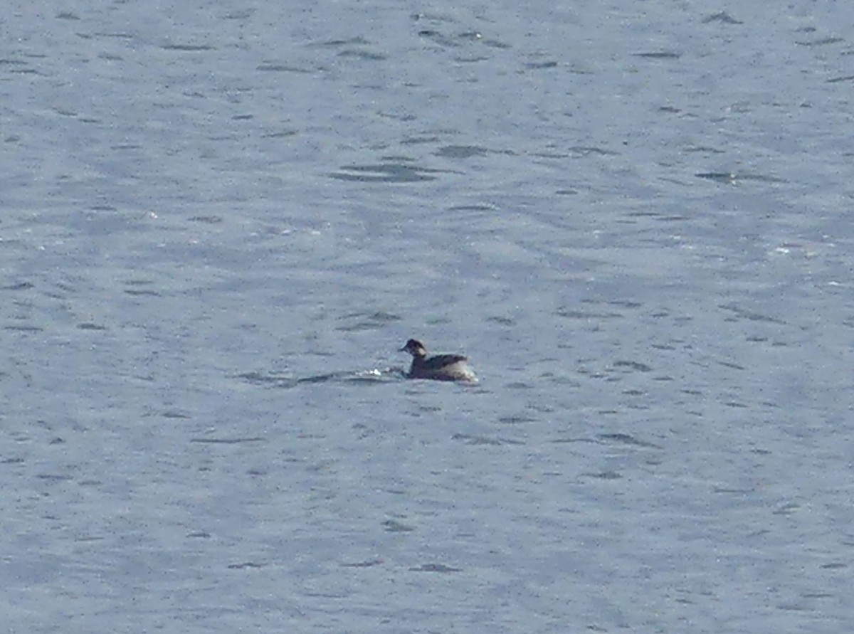 Eared Grebe - ML548150901