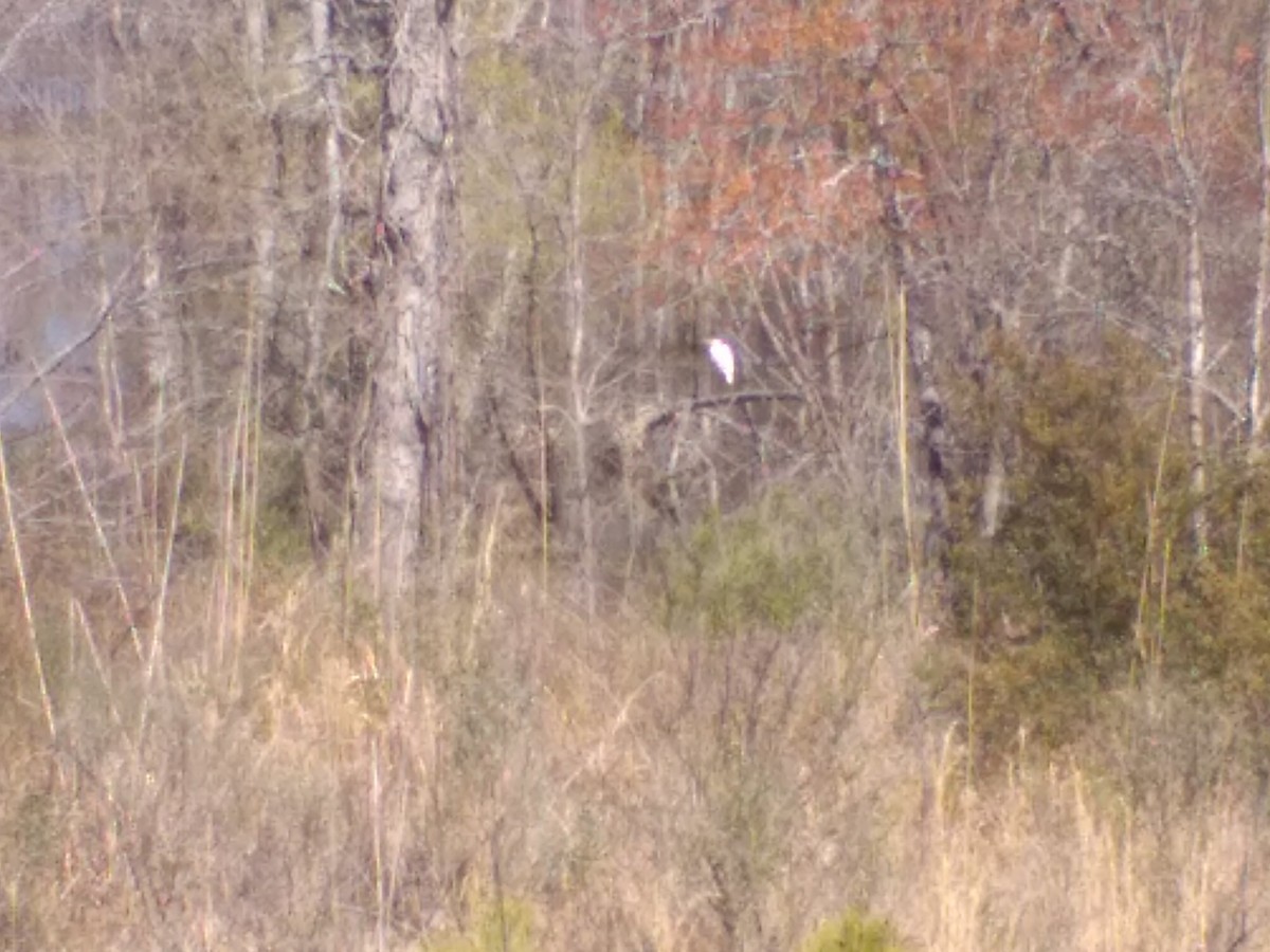 Great Egret (American) - ML548151711