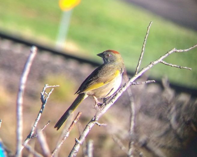 Green-tailed Towhee - ML548152091