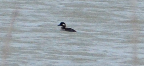 Bufflehead - ML548152471