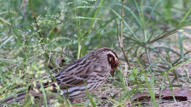 Little Bunting - ML548152641