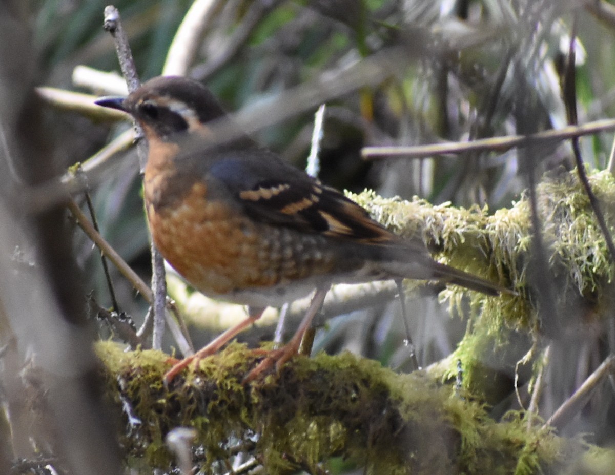 Varied Thrush - ML548153181