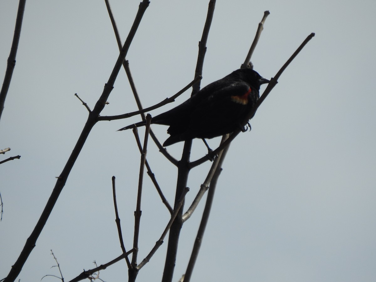 Red-winged Blackbird - Ron Marek