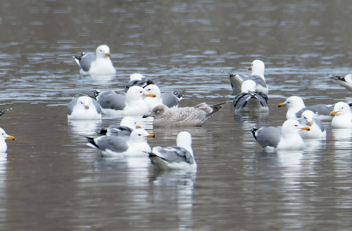 Gaviota Groenlandesa (thayeri) - ML548154001