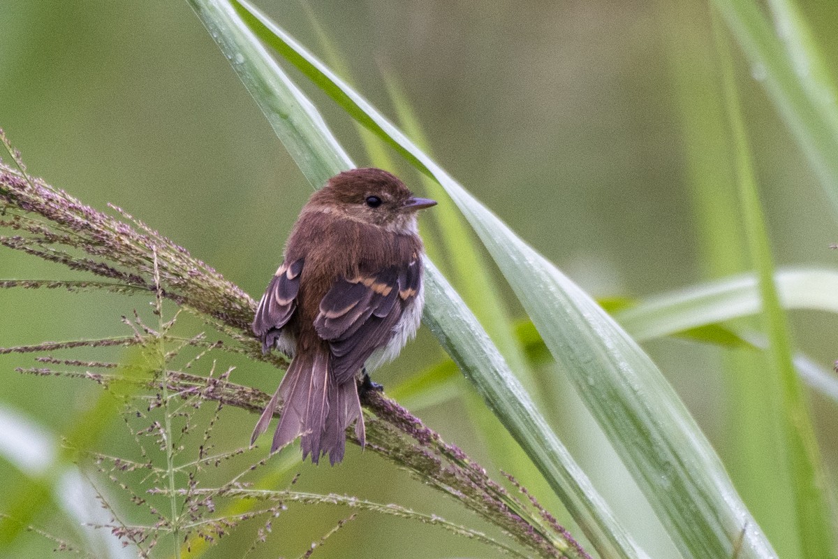 Bran-colored Flycatcher - ML548154361