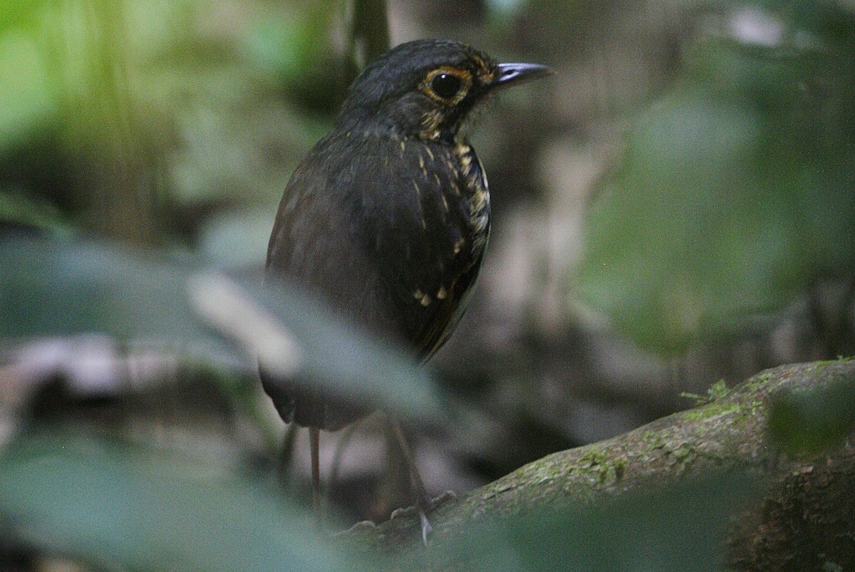 Streak-chested Antpitta - ML54815451