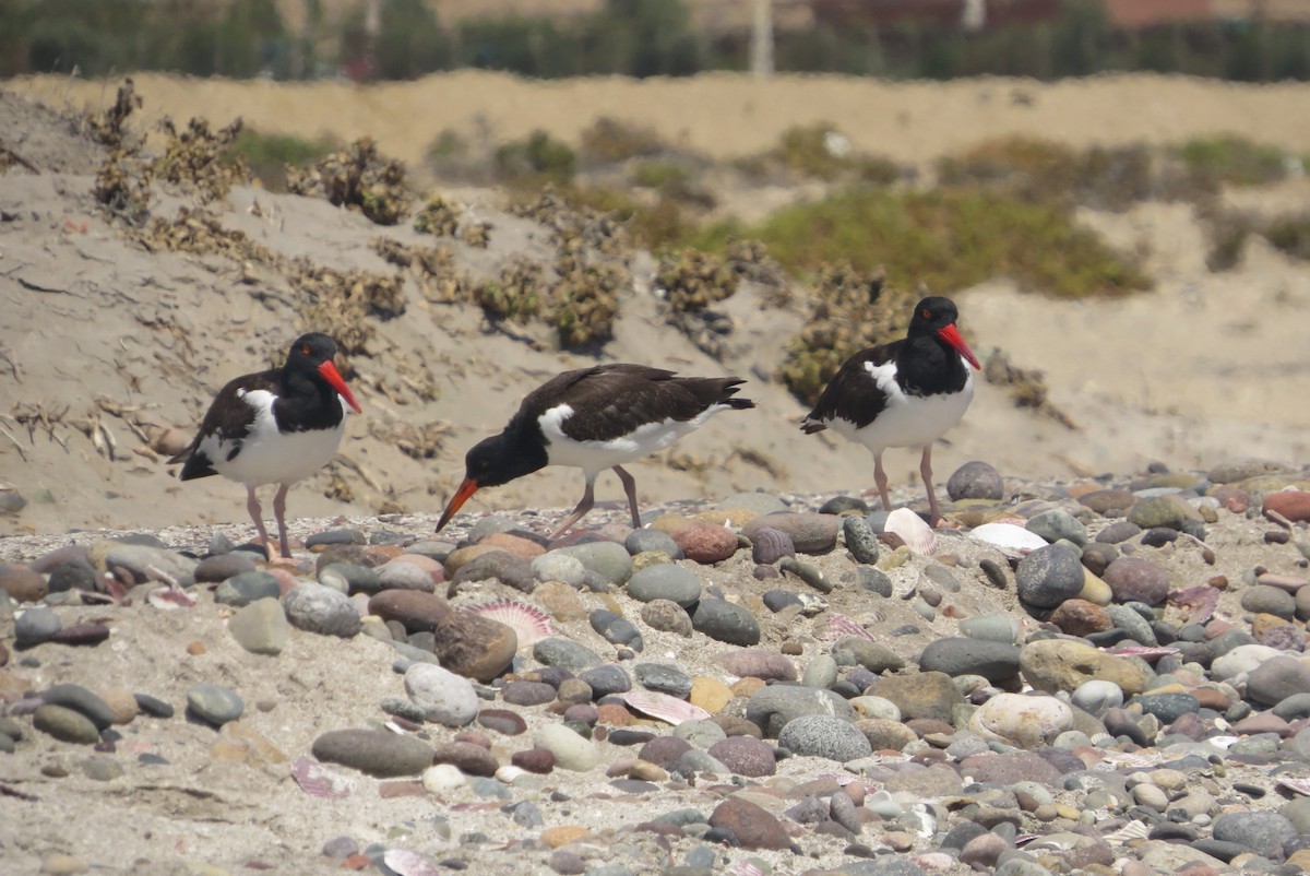 American Oystercatcher - ML548154541