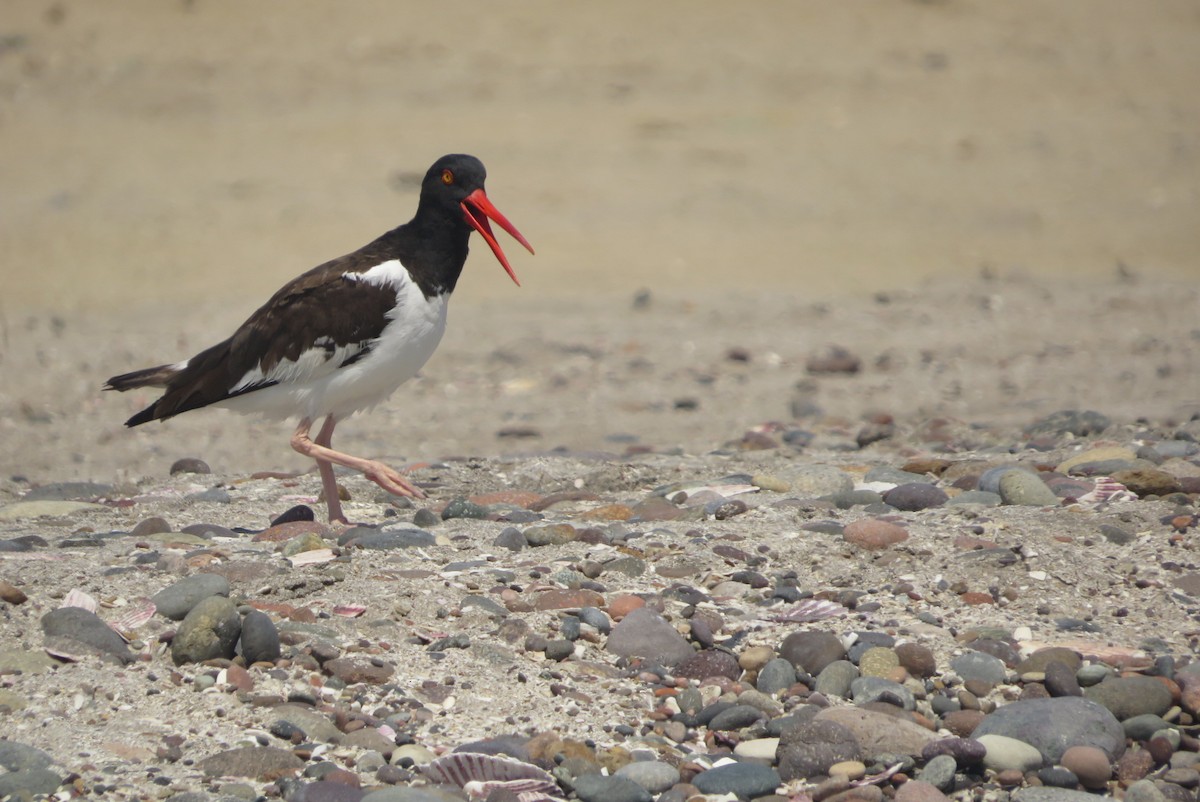 American Oystercatcher - ML548154551