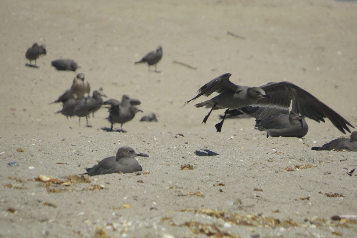 Gray Gull - ML548154711