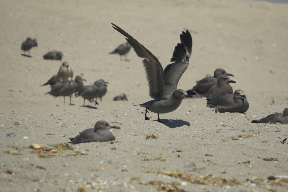 Gray Gull - ML548154721