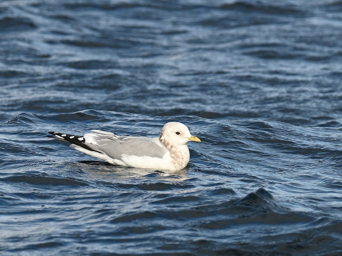 Short-billed Gull - ML548155761