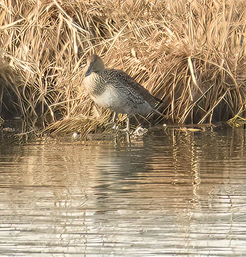 Schnatterente - ML548155841