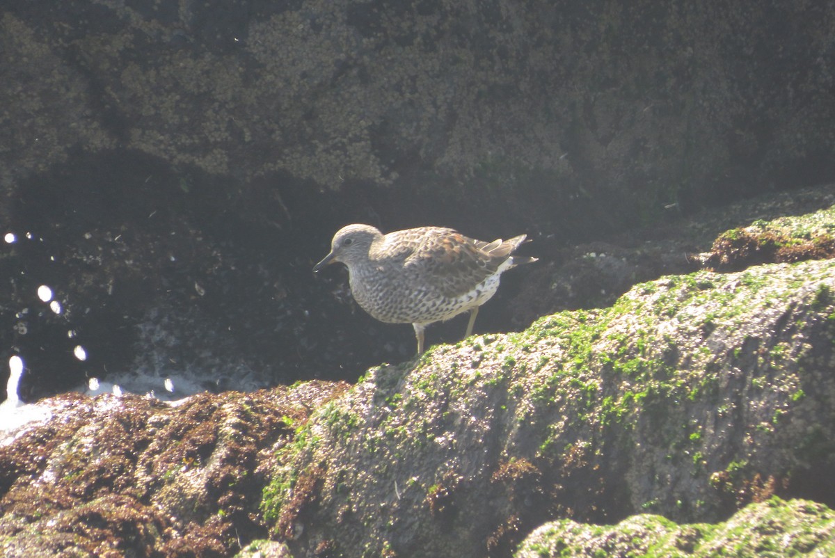 Surfbird - ML548156361