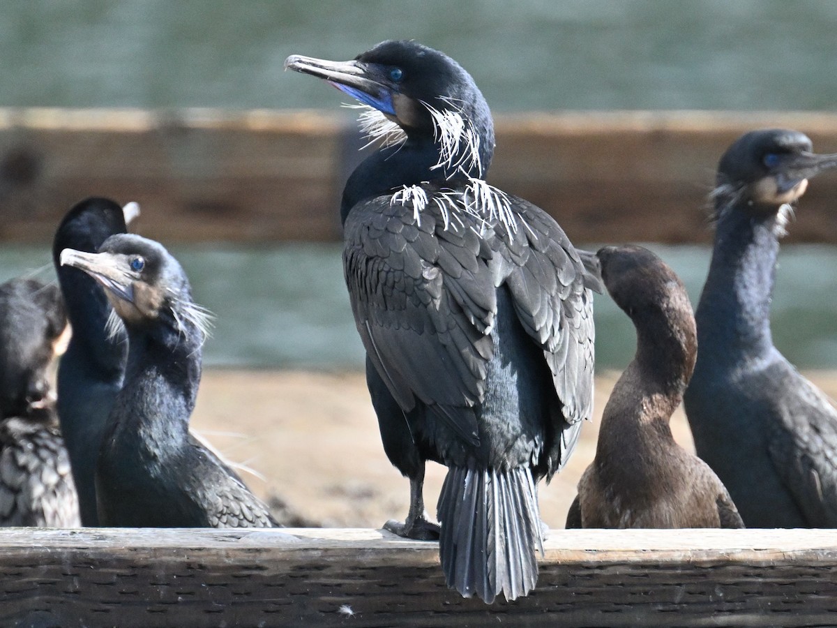 Brandt's Cormorant - ML548156581