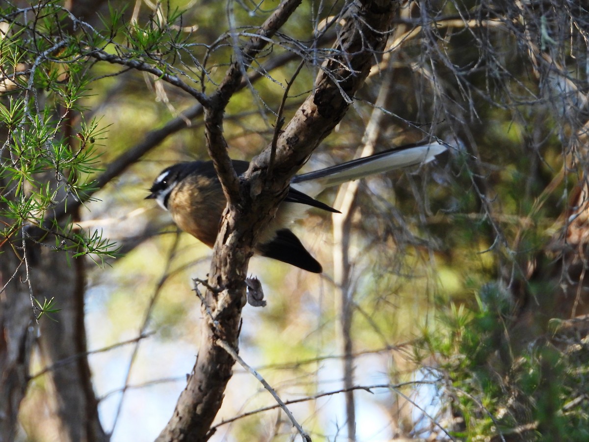 New Zealand Fantail - ML548156681