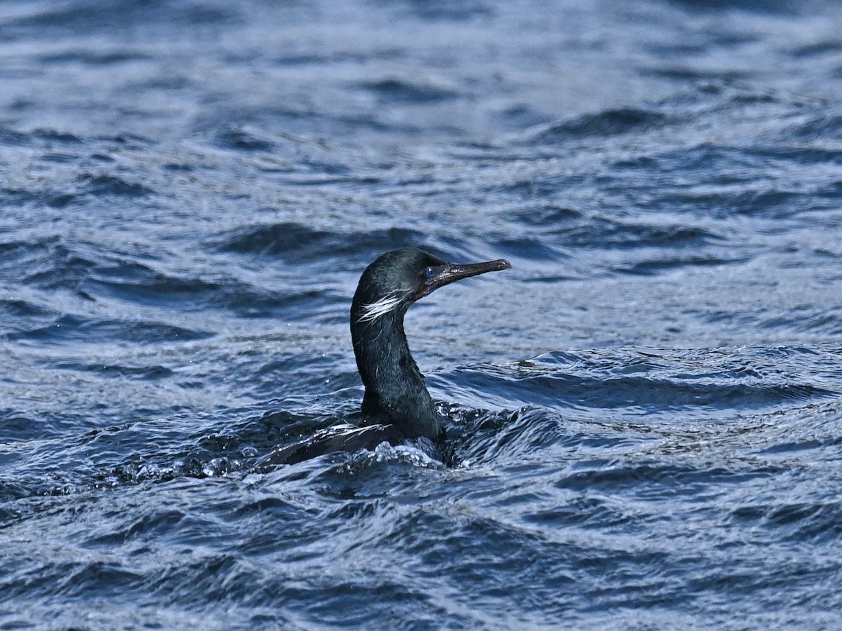 Cormorán Sargento - ML548158161
