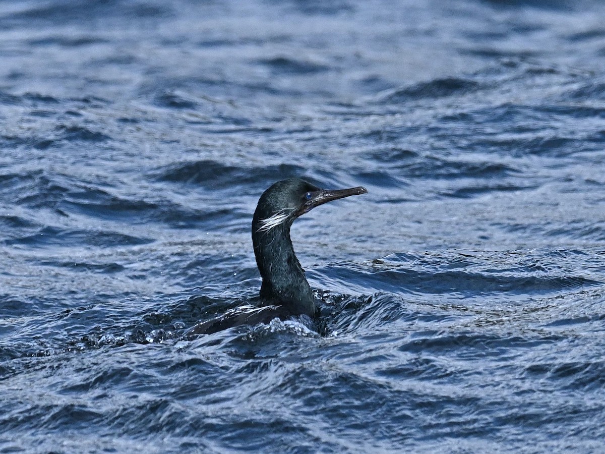 Brandt's Cormorant - ML548158161