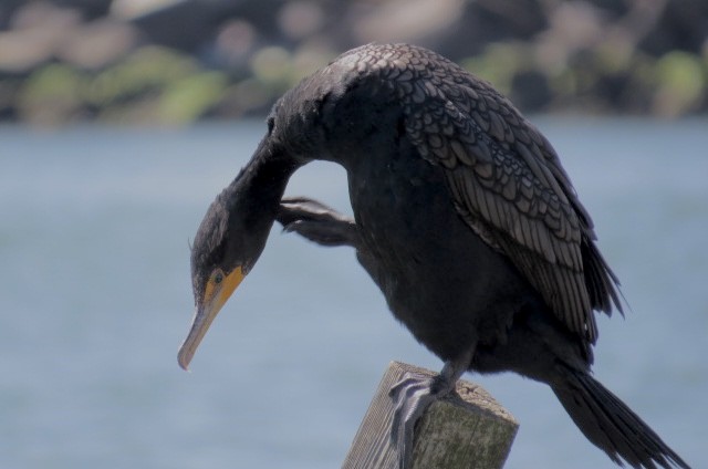 Double-crested Cormorant - ML548158181