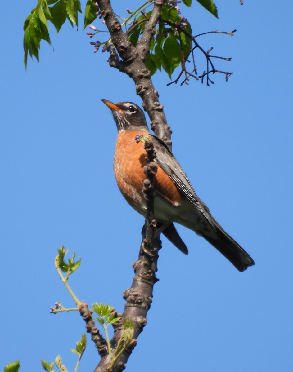 American Robin - ML548158191