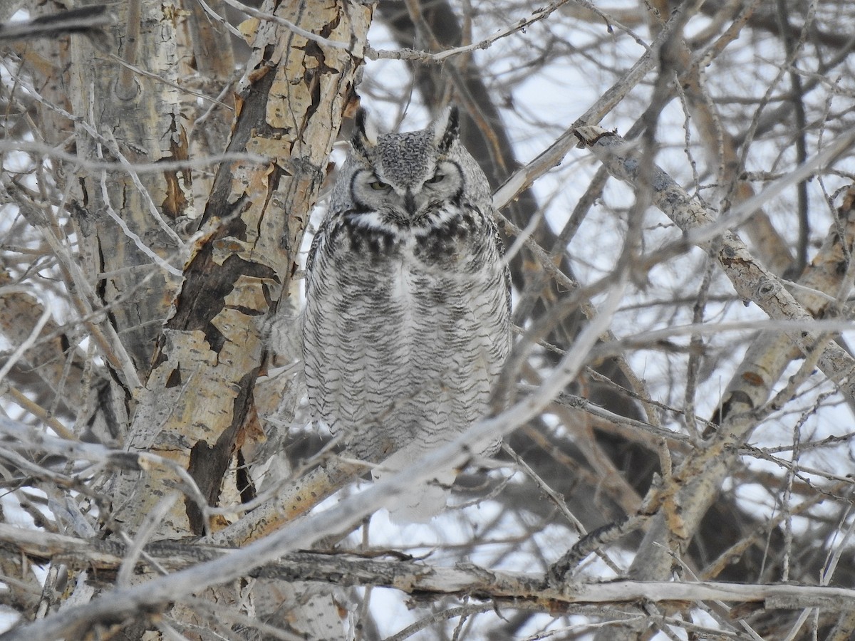 Great Horned Owl - ML548158411