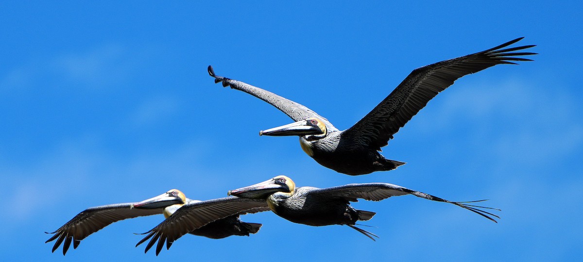 Brown Pelican - ML548159231